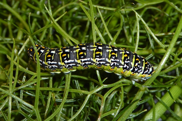 3 Papilio hospiton